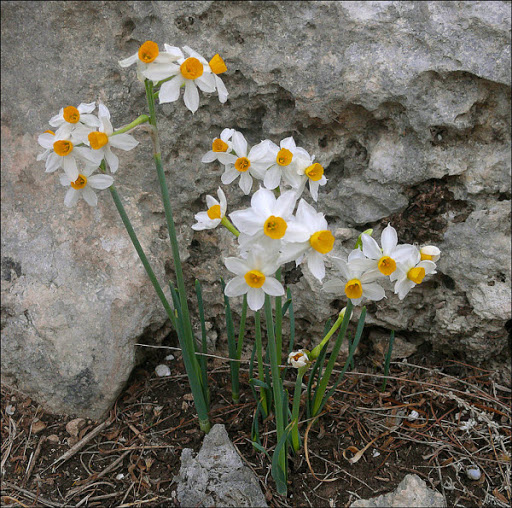 Cây Thủy tiên. Narcissue tazetta L. - Cây Thuốc Nam Quanh Ta